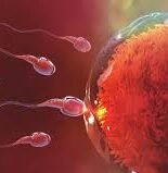 Donor Programme in Delhi | World IVF Centre